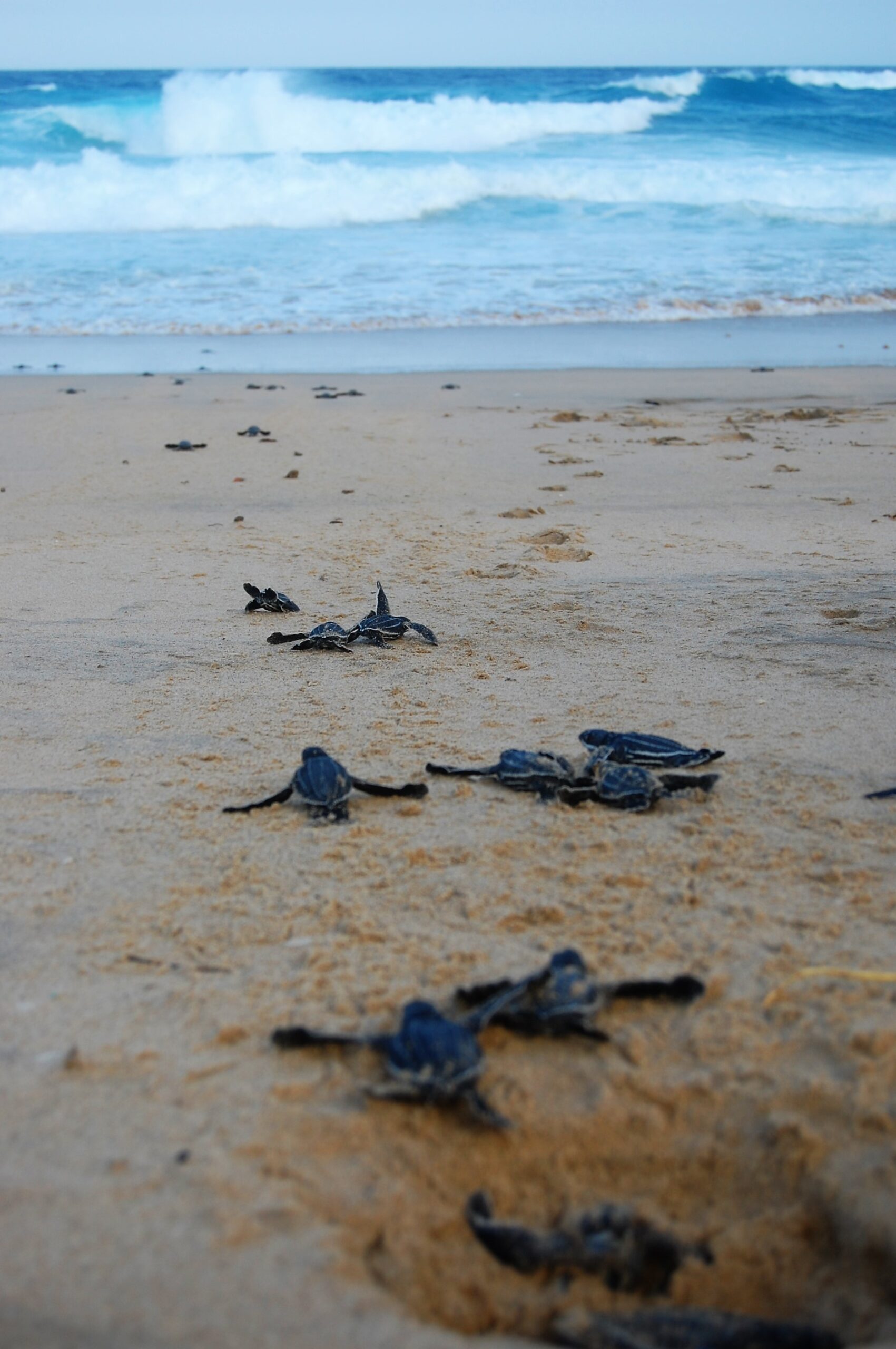 Anvil, Maputo Special Reserve. Turtles