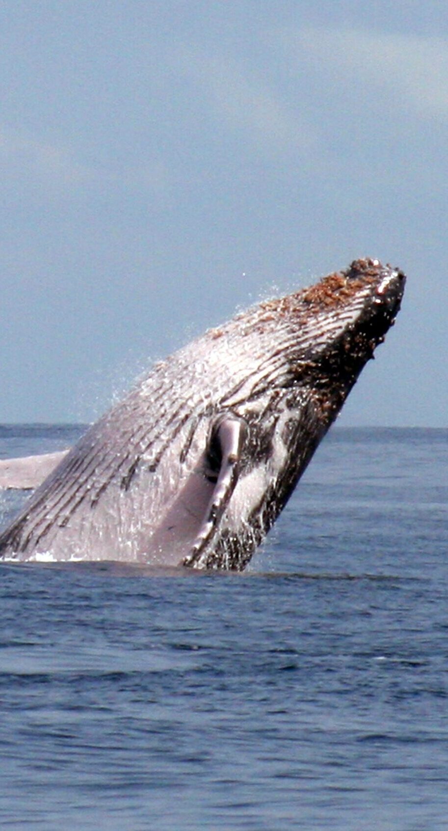 Baleines a bosse (4)