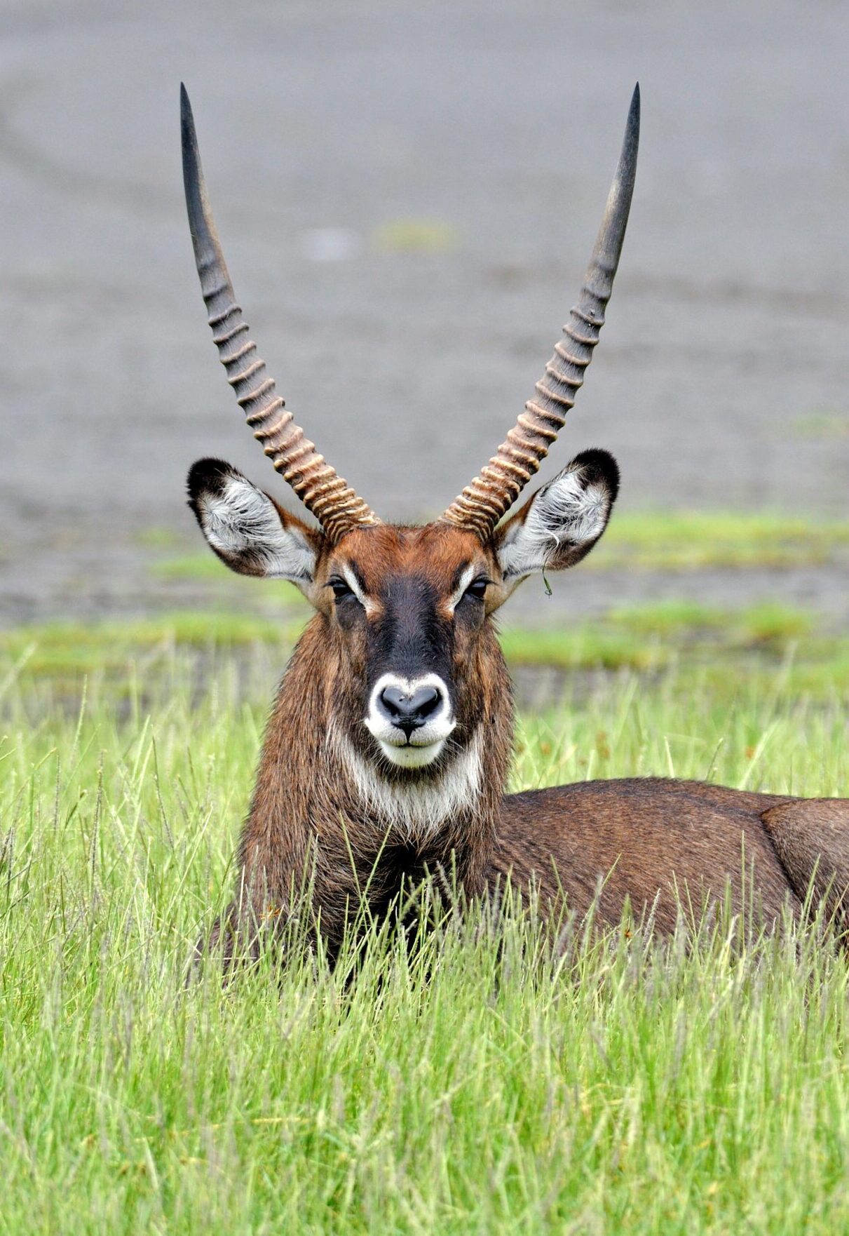 Animal Kenya