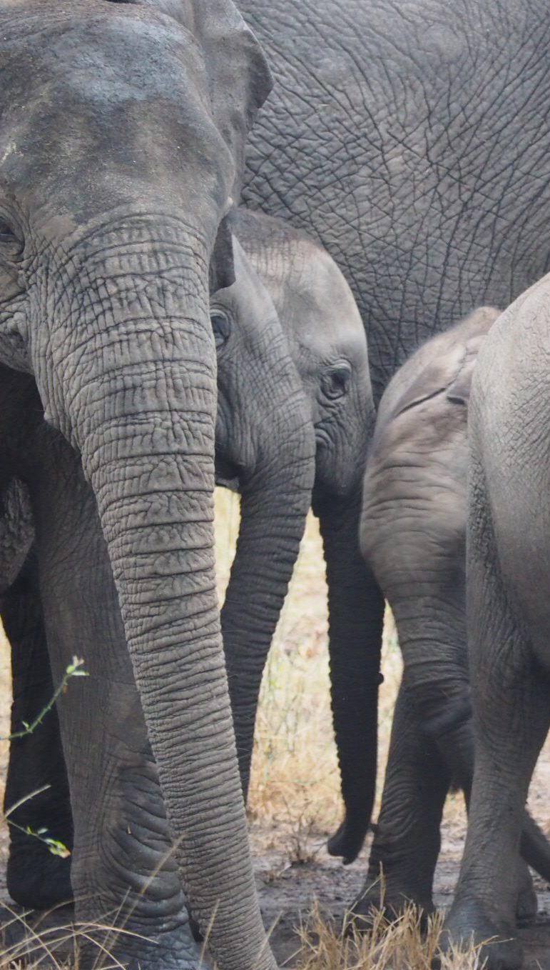 elephants famille