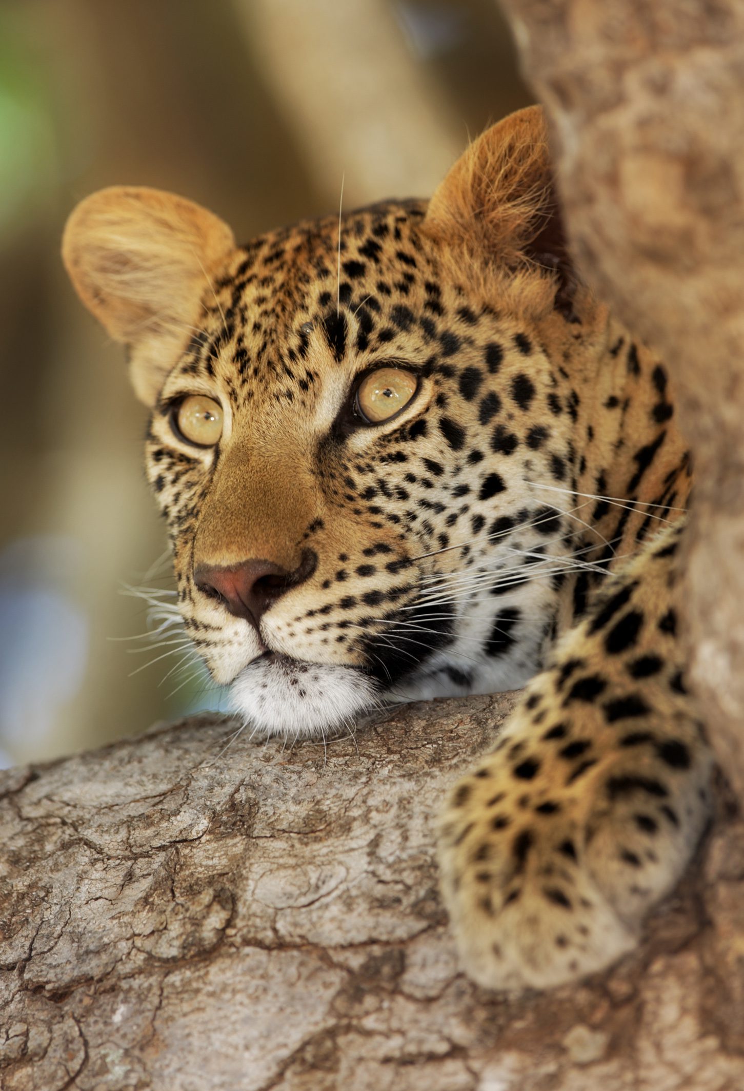 Leopard (9)