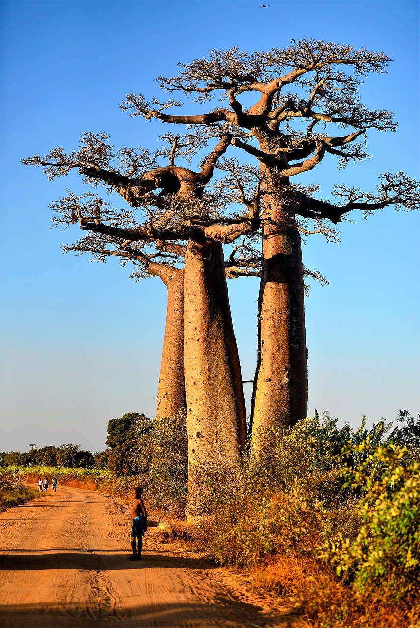 baobab morondava