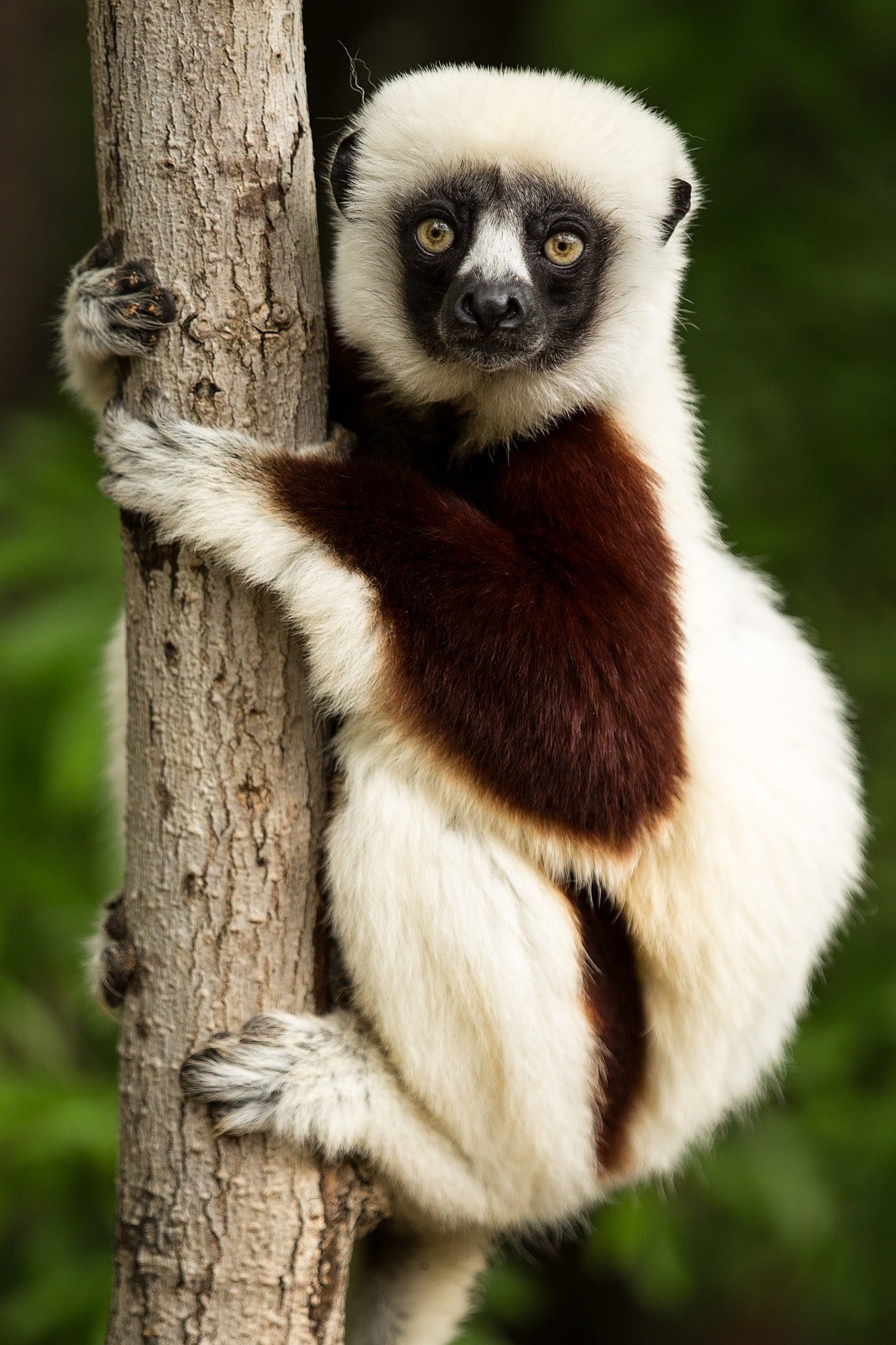 lemur 1794519 1920 min