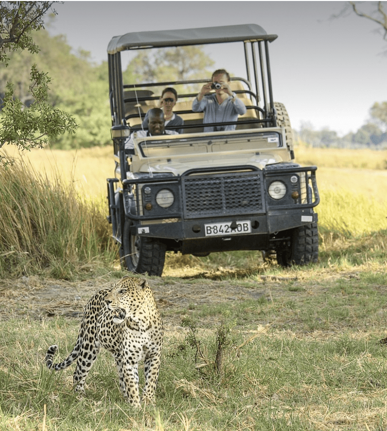 leopard safari botswana