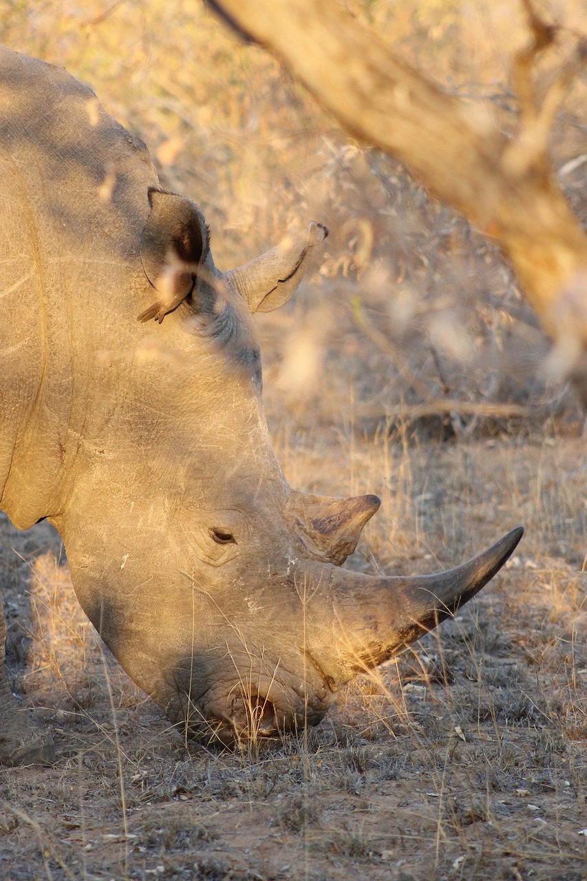 rhino afrique