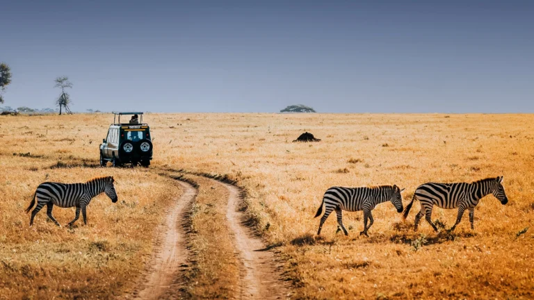 Safari en Afrique : agence sur-mesure, plateforme en ligne ou organisation en solo