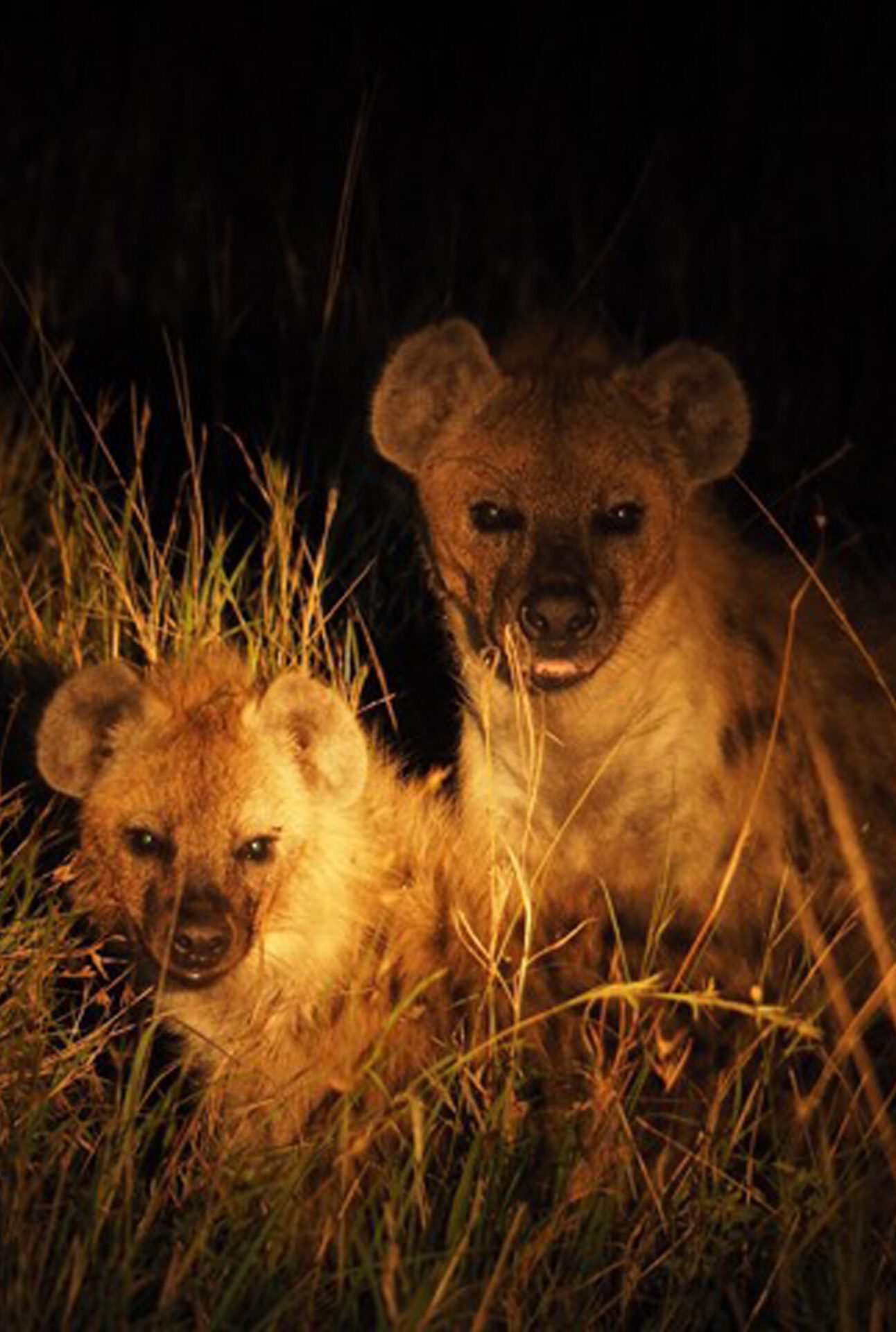 safari de nuit hyenes